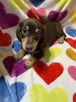 Male Va, a male Miniature Dachshund for sale in Rocky Mount, VA – 2 of 4