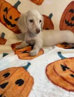Cream Female Va, a female Miniature Dachshund for sale in Rocky Mount, VA – 2 of 3