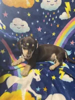 Brownie Va, a female Miniature Dachshund for sale in Rocky Mount, VA – 7 of 8