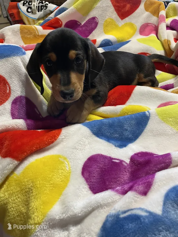 King Va – Miniature Dachshund puppy for sale in Rocky Mount, VA