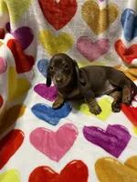 Rosie Va, a female Miniature Dachshund for sale in Rocky Mount, VA – 2 of 4