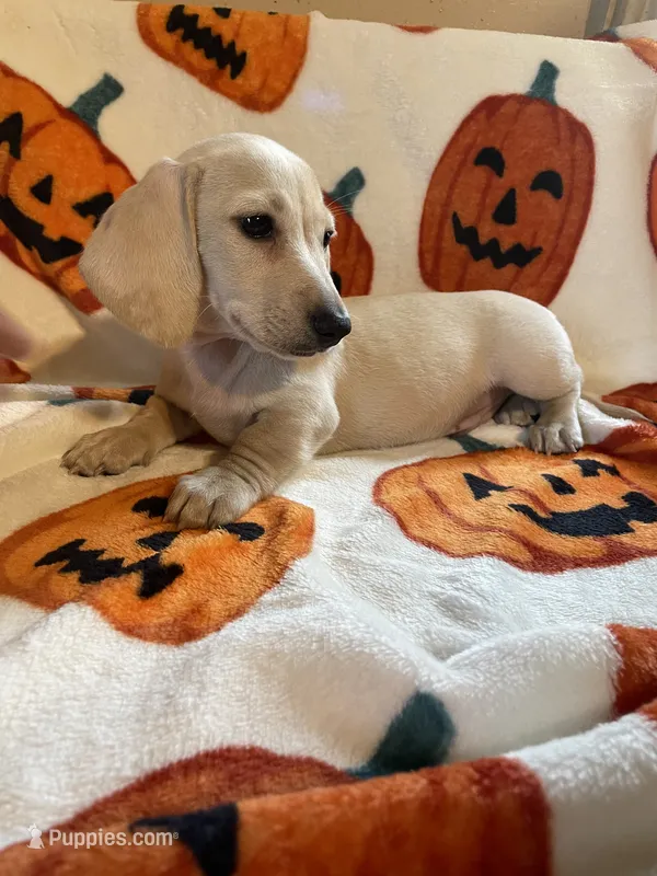 CreamBoy Va – Miniature Dachshund puppy for sale in Rocky Mount, VA