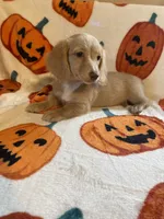 Lilly Va, a female Miniature Dachshund for sale in Rocky Mount, VA – 4 of 7