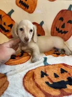 Cream Female Va, a female Miniature Dachshund for sale in Rocky Mount, VA – 3 of 3