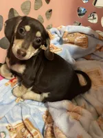 Male Va, a male Miniature Dachshund for sale in Rocky Mount, VA – 3 of 3