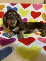 Rosie Va, a female Miniature Dachshund for sale in Rocky Mount, VA – 6 of 7