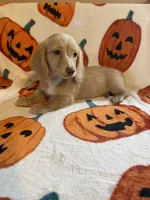 Lilly Va, a female Miniature Dachshund for sale in Rocky Mount, VA – 5 of 7