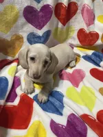 Lucky Va, a male Miniature Dachshund for sale in Rocky Mount, VA – 4 of 7