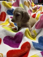 Sweetboy Va, a female Miniature Dachshund for sale in Rocky Mount, VA – 5 of 7