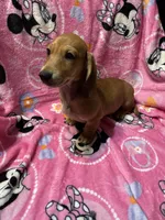 Redgirl Va, a female Miniature Dachshund for sale in Rocky Mount, VA – 4 of 4