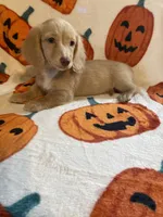 Lilly Va, a female Miniature Dachshund for sale in Rocky Mount, VA – 3 of 7