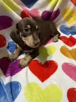 Male Va, a male Miniature Dachshund for sale in Rocky Mount, VA – 1 of 4