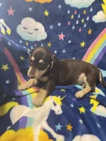 Brownie Va, a female Miniature Dachshund for sale in Rocky Mount, VA – 2 of 8