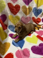 Sugar Va, a female Miniature Dachshund for sale in Rocky Mount, VA – 3 of 5