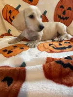 CreamBoy Va, a male Miniature Dachshund for sale in Rocky Mount, VA – 3 of 8