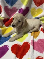Golden Va, a male Miniature Dachshund for sale in Rocky Mount, VA – 3 of 6