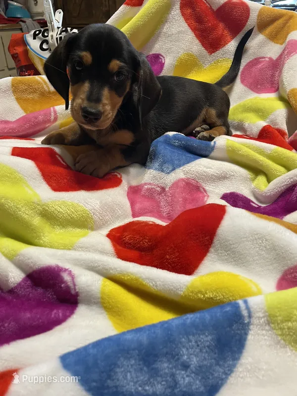 King Va – Miniature Dachshund puppy for sale in Rocky Mount, VA