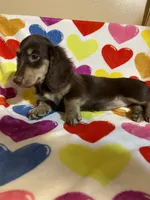 Rosie Va, a female Miniature Dachshund for sale in Rocky Mount, VA – 5 of 7