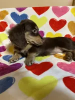 Rosie Va, a female Miniature Dachshund for sale in Rocky Mount, VA – 4 of 7
