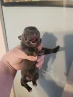 Ckc blue chihuahua female, a female Chihuahua for sale in Morris, AL – Photo 4 of 5