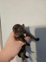 Ckc blue chihuahua female, a female Chihuahua for sale in Morris, AL – Photo 1 of 5