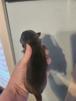 Ckc blue chihuahua female, a female Chihuahua for sale in Morris, AL – Photo 3 of 5