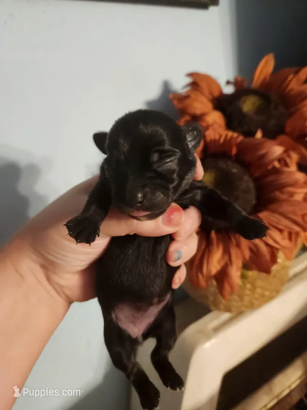 Ckc chihuahua  – Chihuahua puppy for sale in Morris, AL