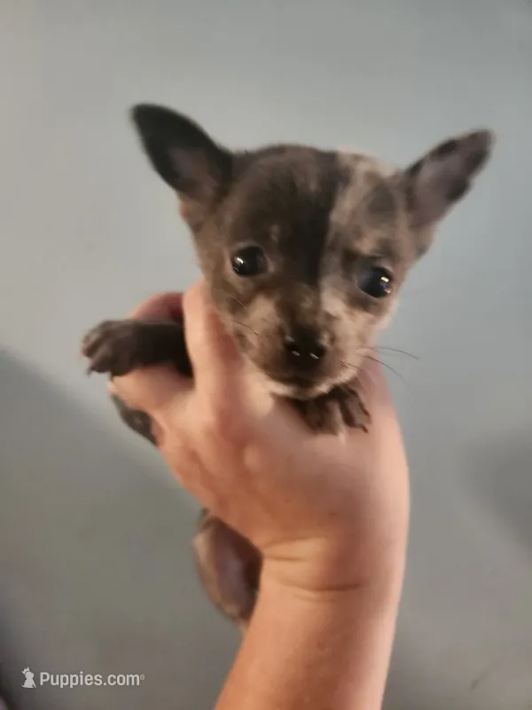 Ckc merle male pomchi  – Chihuahua, Pomeranian puppy for sale in Morris, AL