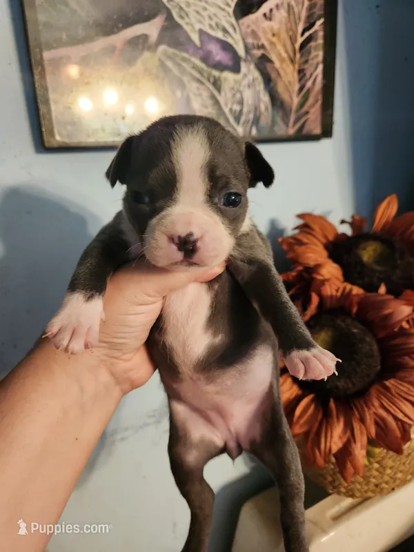 Blue female  – Boston Terrier puppy for sale in Morris, AL