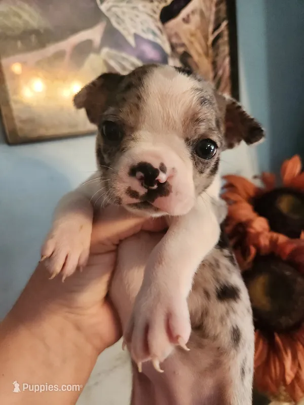 Merle female  – Boston Terrier puppy for sale in Morris, AL