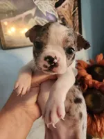 Merle female , a female Boston Terrier for sale in Morris, AL – 3 of 10