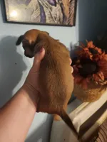 Ckc chihuahua , a female Chihuahua for sale in Morris, AL – 2 of 6