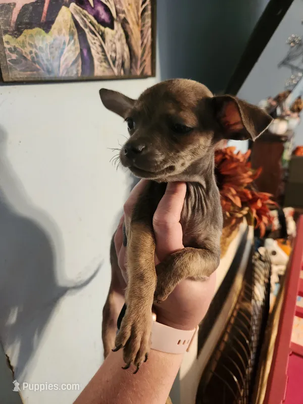 Ckc chihuahua – Chihuahua puppy for sale in Morris, AL