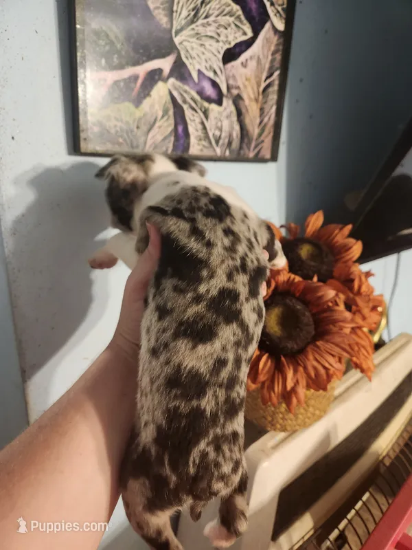 Merle female  – Boston Terrier puppy for sale in Morris, AL