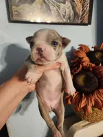 Merle female , a female Boston Terrier for sale in Morris, AL – 7 of 10