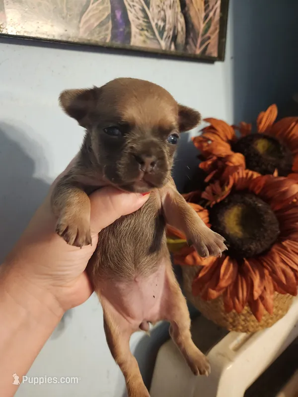 French Bullhuahua 2 – French Bulldog, Chihuahua puppy for sale in Morris, AL