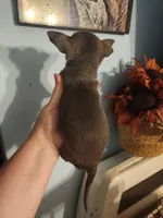 Ckc chihuahua , a female Chihuahua for sale in Morris, AL – 2 of 10