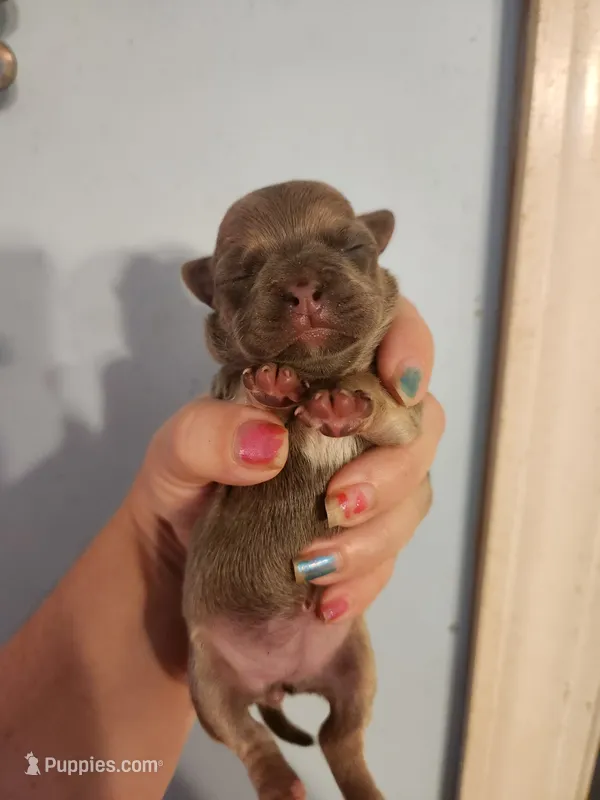 French Bullhuahua 2 – French Bulldog, Chihuahua puppy for sale in Morris, AL