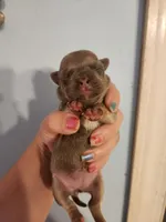 French Bullhuahua 2, a female French Bulldog and Chihuahua for sale in Morris, AL – 1 of 2