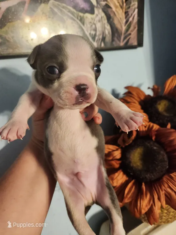 Blue male – Boston Terrier puppy for sale in Morris, AL