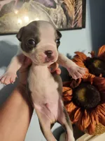 Blue male, a male Boston Terrier for sale in Morris, AL – 7 of 10