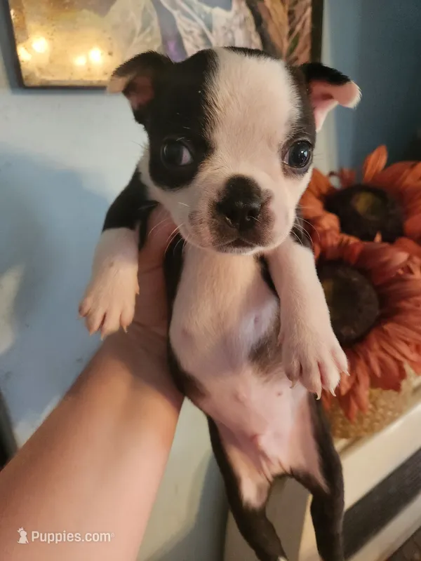 Black and white male  – Boston Terrier puppy for sale in Morris, AL