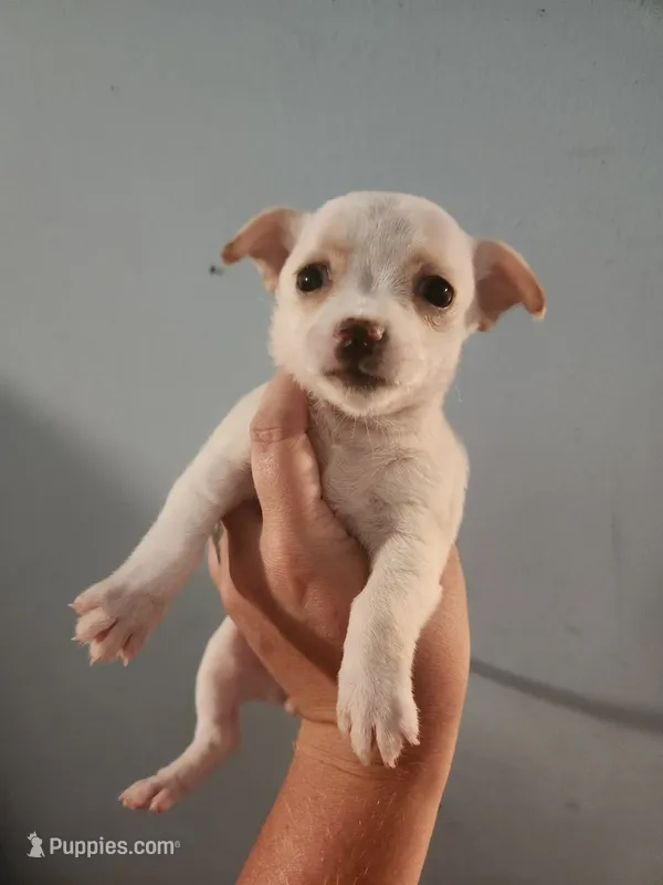 Chihuahua female  – Chihuahua puppy for sale in Morris, AL