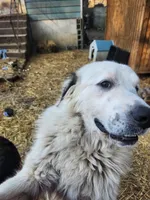 Legend, a male Great Pyrenees for sale in Morris, AL – 1 of 10
