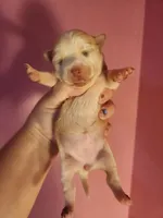 Chihuahua female , a female Chihuahua for sale in Morris, AL – 1 of 2