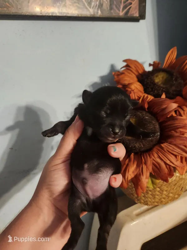 Ckc chihuahua  – Chihuahua puppy for sale in Morris, AL