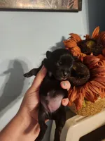 Ckc chihuahua , a male Chihuahua for sale in Morris, AL – 7 of 10