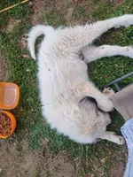 Legend, a male Great Pyrenees for sale in Morris, AL – 4 of 10