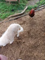 Legend, a male Great Pyrenees for sale in Morris, AL – 10 of 10