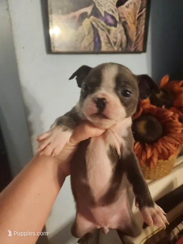 Blue female  – Boston Terrier puppy for sale in Morris, AL